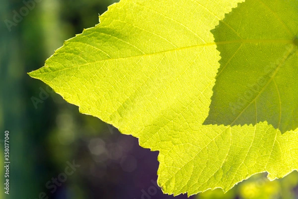 Obraz The sun shines through the green leaves. Close-up.