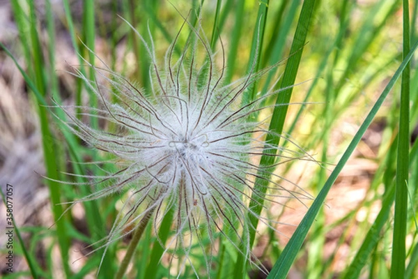 Obraz Pulsatilla vulgaris  seed head. Close-up.