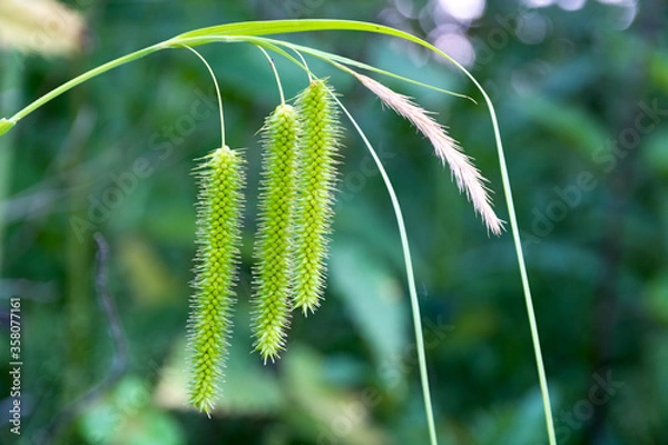 Obraz Seed catkins on meadow grass. Close-up.