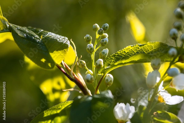 Fototapeta Prunus padus, Padus avium - bird cherry tree