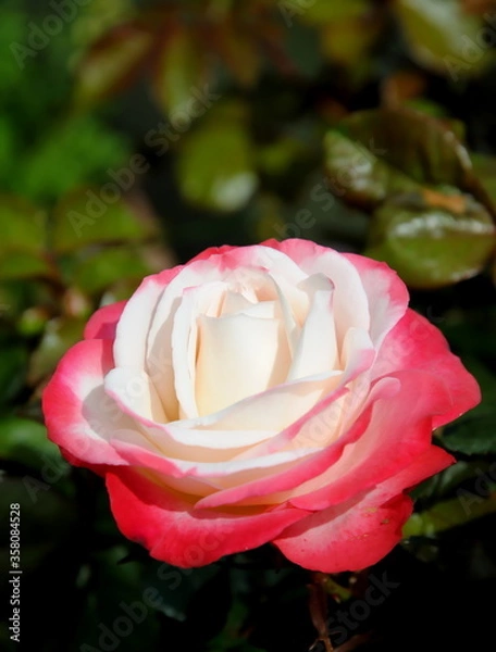 Fototapeta Close up of a pink and white rose in full bloom