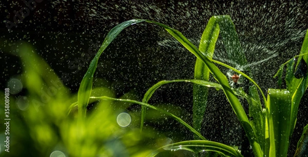 Fototapeta water micro springer working in the garden