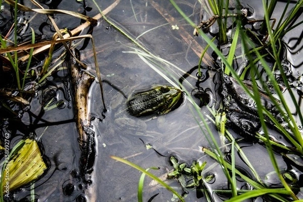 Obraz frog in the pond