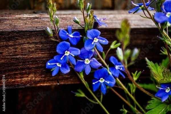 Obraz blue iris flowers