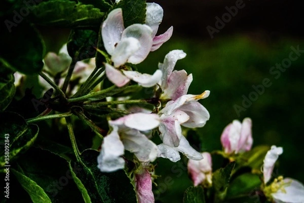 Obraz Apple blossoms