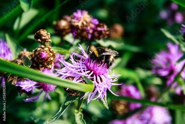 Obraz bee on lavender