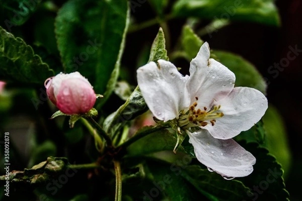 Obraz apple tree flower