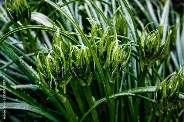 Obraz green grass with dew