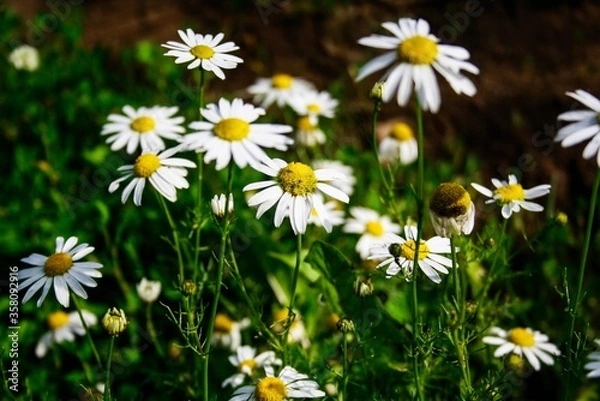 Obraz field daisies