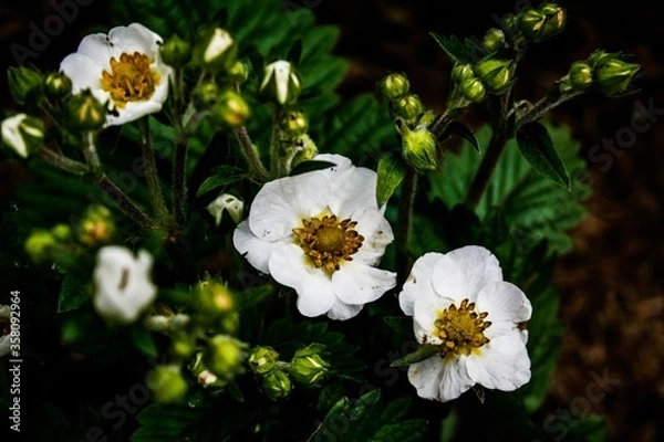 Obraz Strawberry flowers