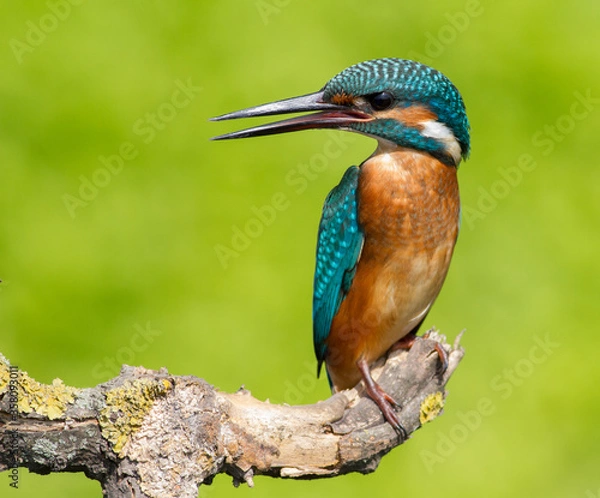 Fototapeta Сommon kingfisher, Alcedo atthis. Sunny day, a young bird sitting by the river on a beautiful branch, peering into the water, waiting for a fish