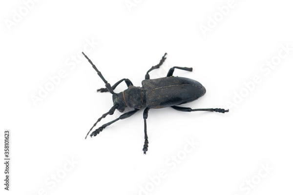 Obraz The weaver black beetle isolated on white background
