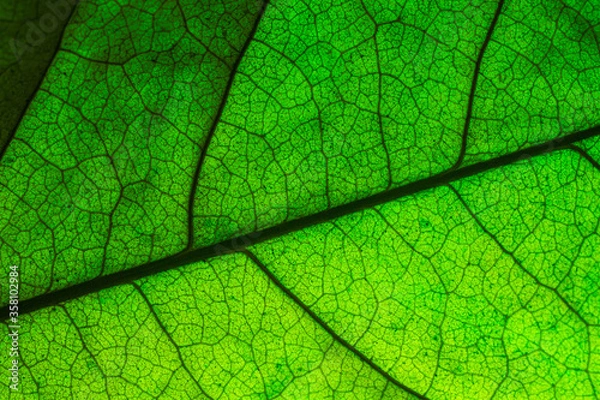 Fototapeta Vector green leaf macro background