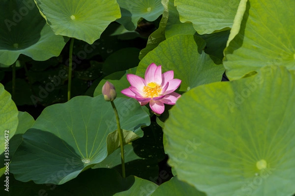 Fototapeta 大賀ハスの花　千葉県千葉市　日本