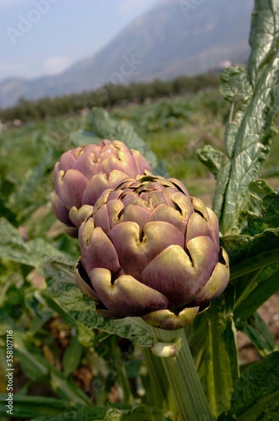 Fototapeta cultivation of Round artichoke typical of the area of southern Italy near the temples of Paestum in the province of Salerno in the Campania region