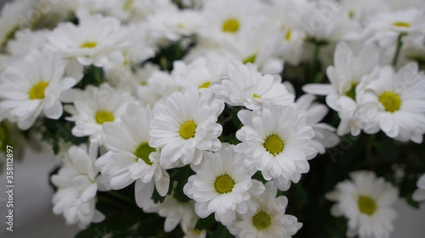 Fototapeta Bud of white blossoming chamomile on gray background