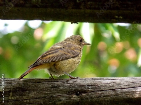 Obraz a small bird on a tree