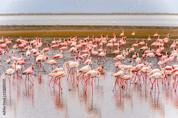 Fototapeta It's Flock of pink flamingos