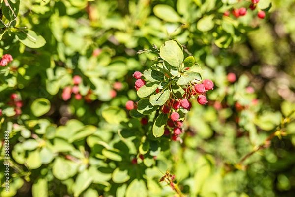 Fototapeta A branch of mountain wild barberry studded with red berries. Selective focus.