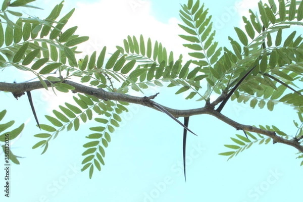 Obraz Acacia large thorns