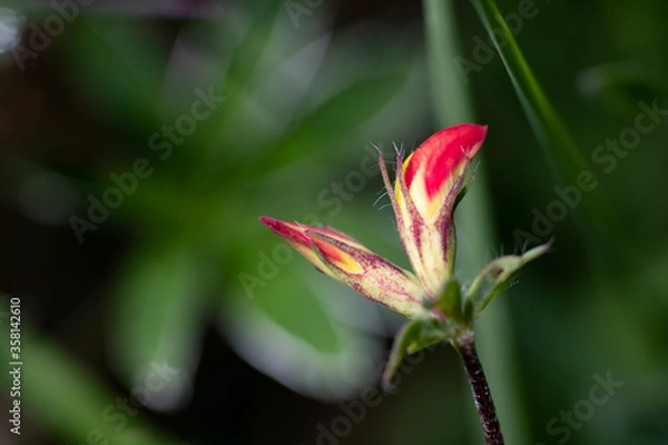 Obraz Closed red flower with blurred background