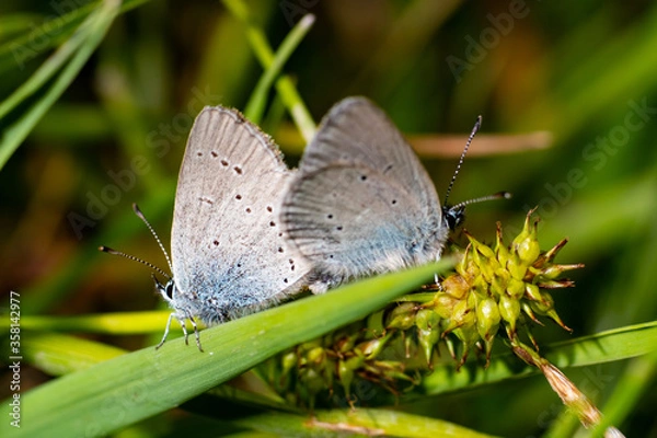 Obraz Two butterflies making love