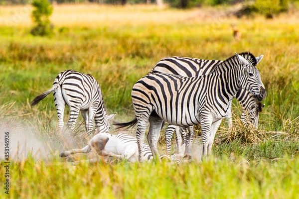 Obraz It's Zebras flock in the Moremi Game Reserve (Okavango River Delta), National Park, Botswana
