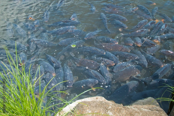 Obraz 忍野八海の鯉の大群