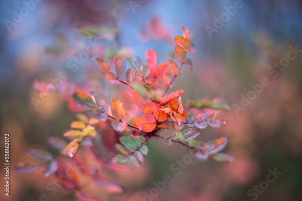 Obraz Red rowan leaf in the fall. 