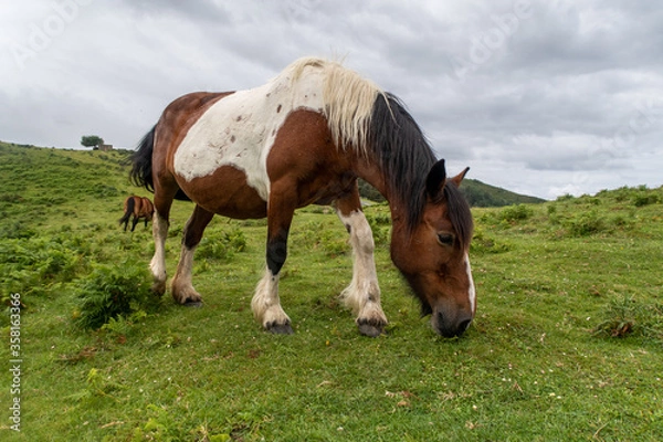 Fototapeta Caballos libres en la montaña, jaizkibel, Gipuzkoa
