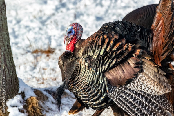 Fototapeta Eastern Turkey 1