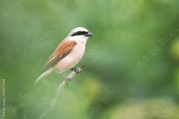 Fototapeta Red-backed shrike (Lanius collurio)is a carnivorous passerine bird, with black mask on the head and black pointy beak, red wings and soft creme colored body. Green diffused background. Scene from wild