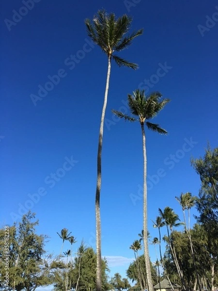 Obraz Two palm trees on a windy day at the beach with clear blue sky 