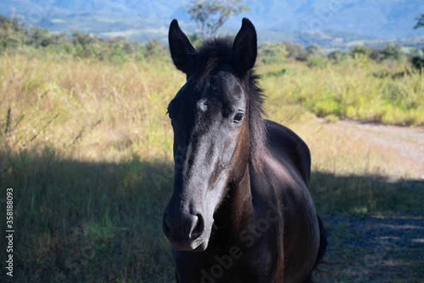 Fototapeta portrait of a horse