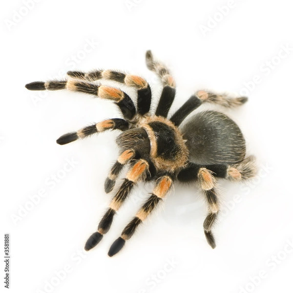 Fototapeta Brachypelma smithi in front of a white backgroung