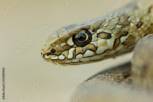 Fototapeta Culebra bastarda