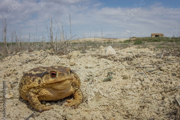 Fototapeta Sapo comun