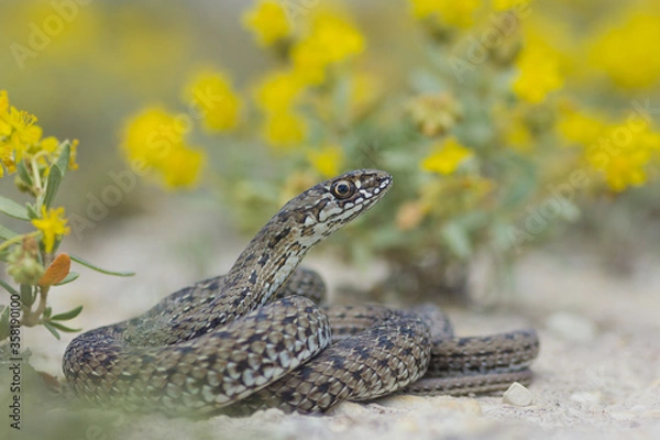 Fototapeta Culebra bastarda