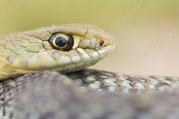 Fototapeta Culebra bastarda