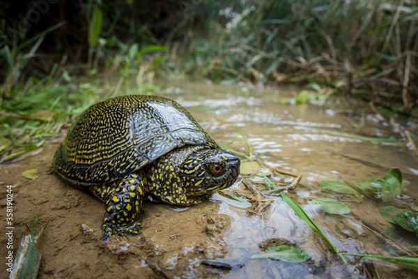 Obraz Galapago europeo