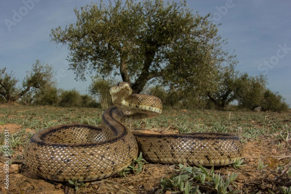 Fototapeta Culebra escalera