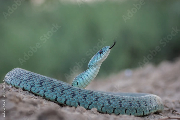 Fototapeta Culebra collar
