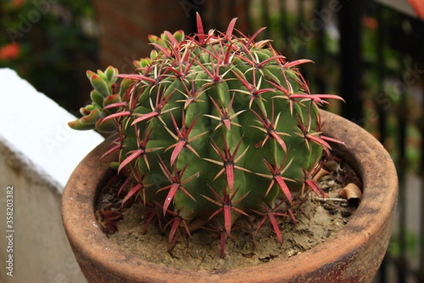 Obraz cactus con espinas rojas