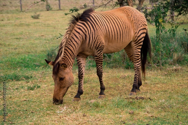Fototapeta A zebroid (a cross between a horse and a zebra) grazes in Kenya