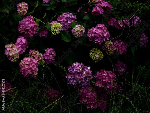 Fototapeta 雨の日の紫陽花