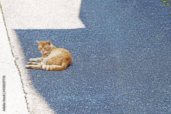 Fototapeta 路地で休む野良猫
