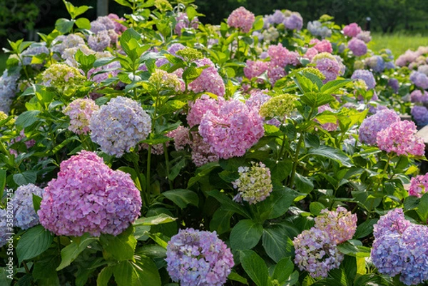 Fototapeta 紫陽花