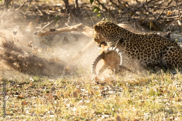 Fototapeta Leopard Panthera Pardus epic battle to kill impala 