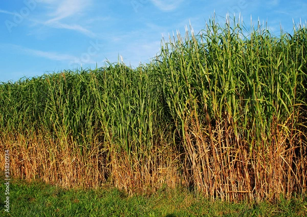 Obraz Schilfanbau q.