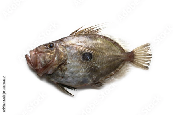 Obraz マトウダイ